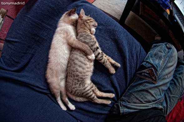 Спящие коты в смешных позах - Press.lv